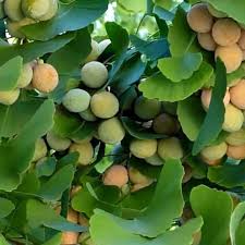 Mix Ginkgo Plant Seeds Scientific Name Placeholder for planting in home garden