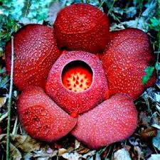 Red Conophytum Plant Seeds for Planting - NON GMO Seeds for planting in home garden