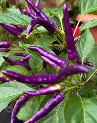 Buena Mulata Pepper Capsicum annuum seeds for garden planting
