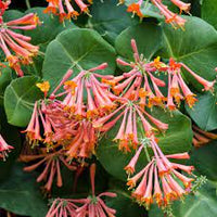 Lonicera Sempervirens Plant Seeds for Planting - NON GMO Seeds for planting in home garden