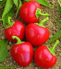 Red Cherry Pepper Capsicum annuum seeds for garden planting