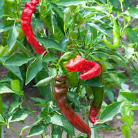 Red Nardello Pepper Capsicum annuum seeds for garden planting