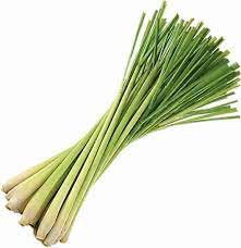Lemongrass Seeds for Herb Gardens and Fresh Flavorful Growth Scientific Name Placeholder for planting in home garden