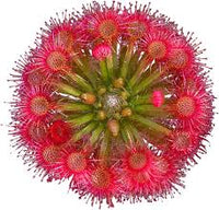 Red Drosera Flower Seeds for Garden - NON GMO Seeds