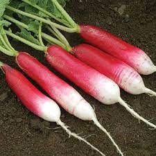 Radish Mila Seeds for Vegetable Gardening, 100 Pcs pcs