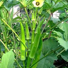 Lady Finger or Okra Seeds for Planting - Fresh Vegetable NON GMO Seeds
