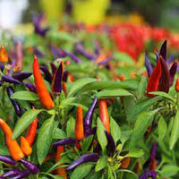 Mixed Chili Pepper Seeds for Planting - 100 Pcs pcs