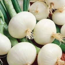 White Onion Vegetable Seeds for Planting - 100 Pcs pcs