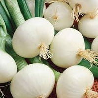 White Onion Vegetable Seeds for Planting - 100 Pcs pcs