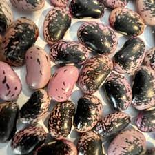Scarlet Bean Seeds for Planting - 100 Pcs pcs