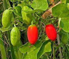 Coccinia Seeds for Home Garden, 100 Pcs pcs