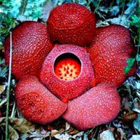 Red Conophytum Plant Seeds for Planting - NON GMO Seeds
