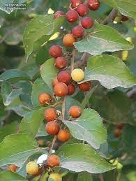 Ziziphus mucronata (Buffalo Thorn) Jujuba Fruit Seeds for Planting - Hardy Tree for Sweet Jujube Fruit , GMO Free