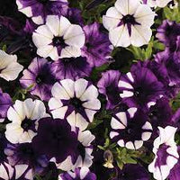 Shock Wave Tie Dye Purple Petunia Flower Seeds for Planting - Heirloom, NON-GMO, Easy to Grow