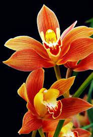 Orange Paphiopedilum Plant Seeds for Planting - NON GMO Seeds