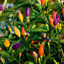Ornamental Pepper Mix Capsicum annuum seeds for planting in indoor garden