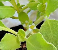 Anastatica Hierochuntica Plant Seeds for Planting - Growing the Rose of Jericho, Heirloom and GMO Free Seeds for planting in home garden