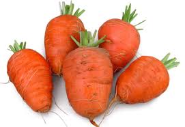 Oxheart Carrot Daucus carota for planting in vegetable patch
