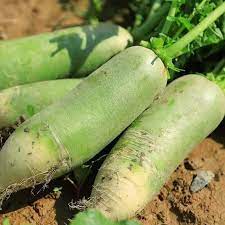 Shawo Fruit Radish Raphanus sativus seeds for garden planting