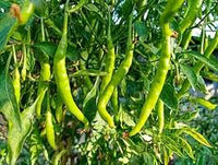 Light Green Pepper Capsicum annuum for planting in backyard beds