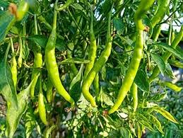 Light Green Pepper Capsicum annuum for planting in backyard beds