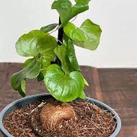 Dioscorea Elephantipes Yam Seeds for Planting - NON GMO Seeds
