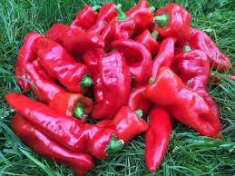 100 Pcs