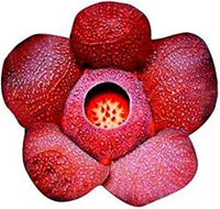 Red Conophytum Plant Seeds for Planting - NON GMO Seeds