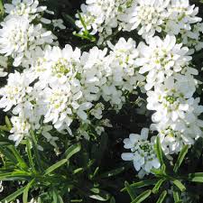 Iberis Sempervirens Flower Seeds for Planting â€“ NON GMO Seeds