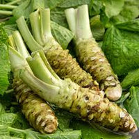 Horseradish Seeds for Planting - 100 Pcs pcs