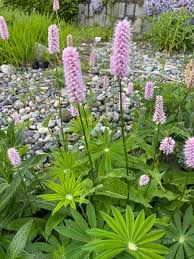 Pink Polygonum Bistorta Plant Seeds for Planting - NON GMO Seeds