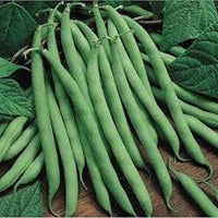 Heirloom Green Pole Bean Vegetable Seeds for Planting - 100 Pcs pcs