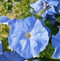 Sky Blue Petunia Flower Seeds for Planting - Heirloom, NON-GMO Seeds - B.eautiful Garden Blooms