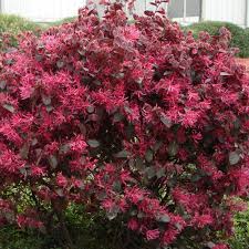 Red Loropetalum Flower Seeds for Planting - NON GMO Seeds