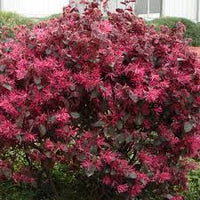 Red Loropetalum Flower Seeds for Planting - NON GMO Seeds