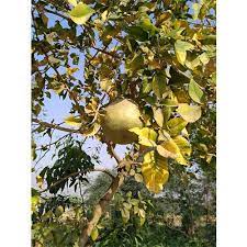 Brown Aegle Marmelos Fruit Seeds for Planting - Unique Fruit 100 Pcs pcs