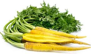 Yellow carrot Daucus carota seeds for planting in home garden
