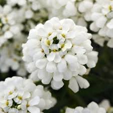 Iberis Sempervirens Flower Seeds for Planting â€“ NON GMO Seeds for planting in home garden