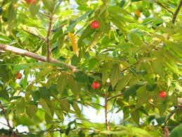 Muntingia Calabura seeds for planting in tropical garden