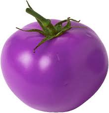 Lavender Tomato Solanum lycopersicum for planting in patio garden