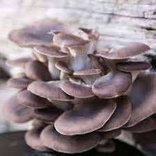Mushroom Seeds for Planting Gray - 100 Pcs pcs