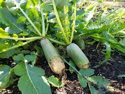 Shawo Fruit Radish Seeds for Gardening, 100 Pcs pcs