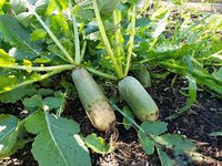 Shawo Fruit Radish Seeds for Gardening, 100 Pcs pcs