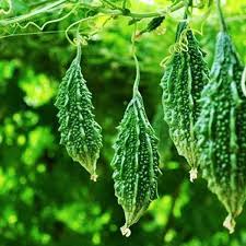 Bitter Gaurd Seeds for Planting - 100 Pcs pcs