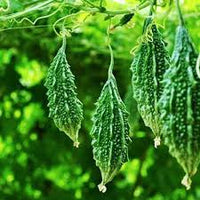 Bitter Gaurd Seeds for Planting - 100 Pcs pcs