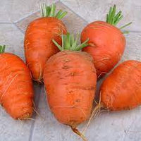 Oxheart Carrot Seeds for Planting - Heirloom & Non-GMO Seeds for Home Garden