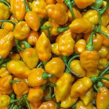 Datil Pepper Vegetable Seeds for Planting - 100 Pcs pcs