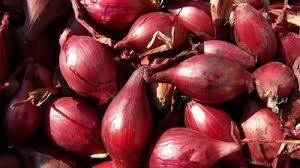Onion Shallots (Scallions) Vegetable Seeds for Planting