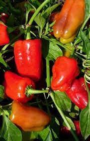 Cajun Belle Seeds for Planting-Heirloom & Non-GMO Seeds for planting