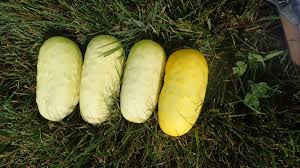 Blonde Cucumber Seeds for Planting - Heirloom & Non-GMO Garden Seeds